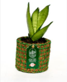 Sanseveria Snake Plant in a Plantozone cocohusk planter