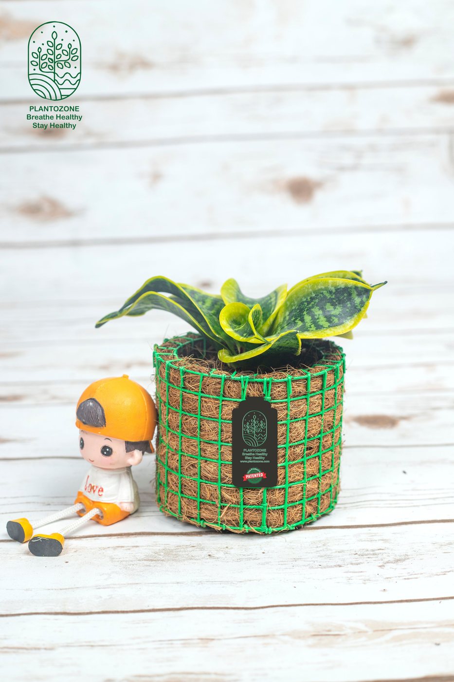 Sanseveria Tornado Plant in a Plantozone cocohusk planter