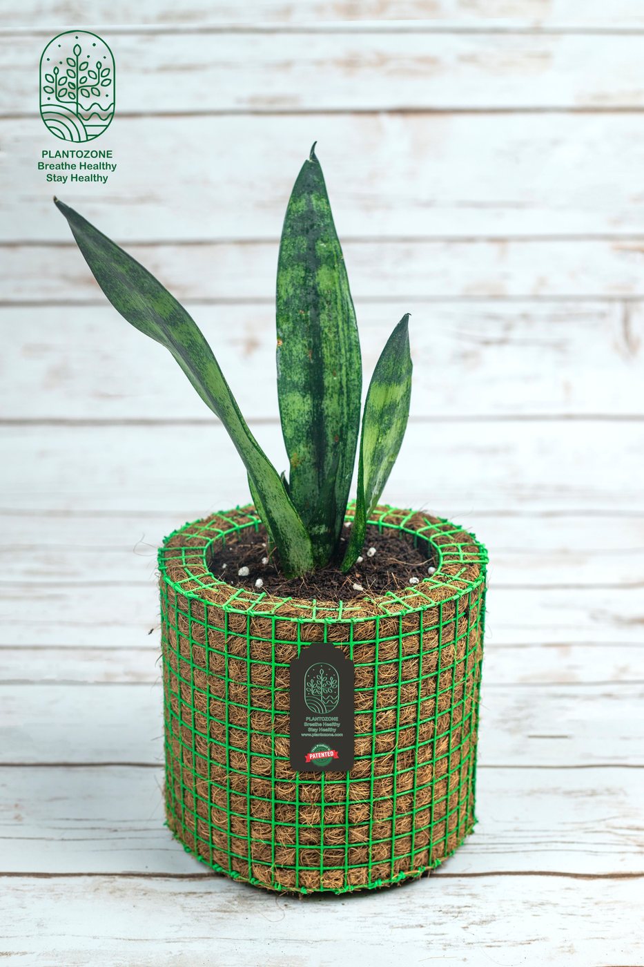 Sanseveria Variegated Plant in a Plantozone cocohusk planter