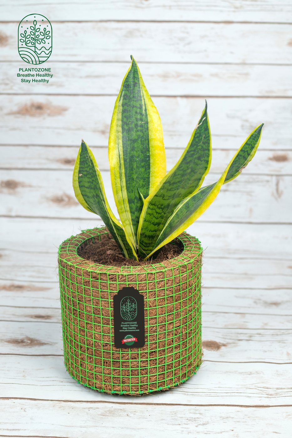 Sanseveria White Flame in a Plantozone cocohusk planter