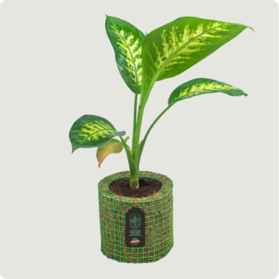 Dracaena Dara Singh Plant in a Plantozone cocohusk planter