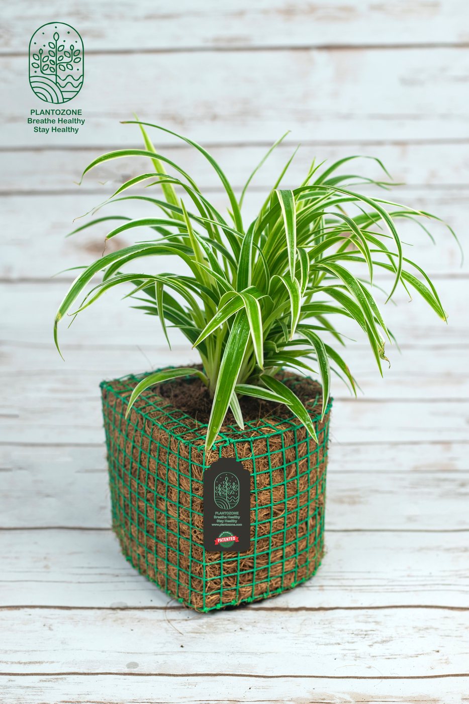 Spider Plant in a Plantozone cocohusk planter