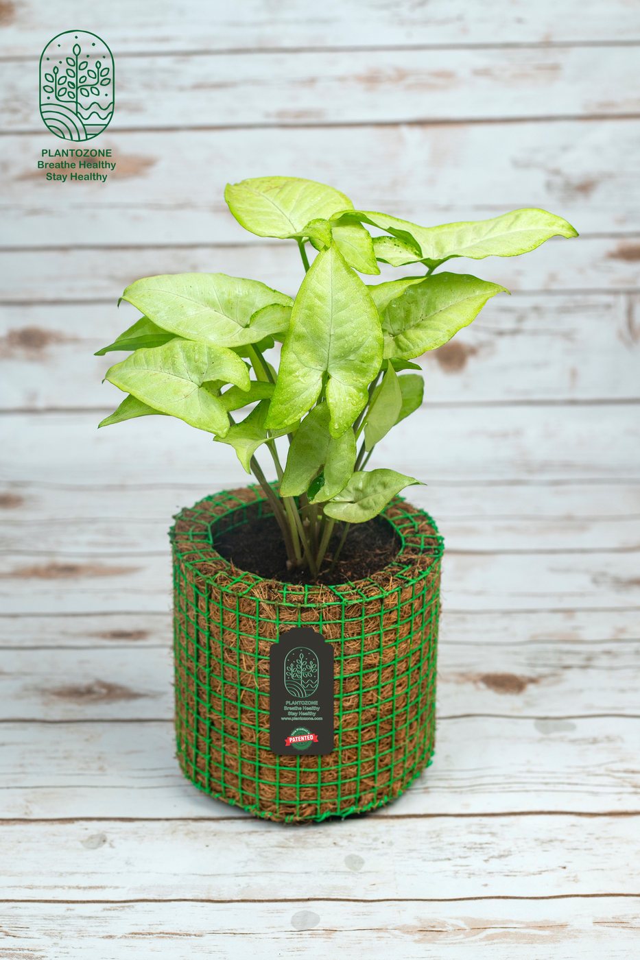 Syngonium Green Plant in a Plantozone cocohusk planter