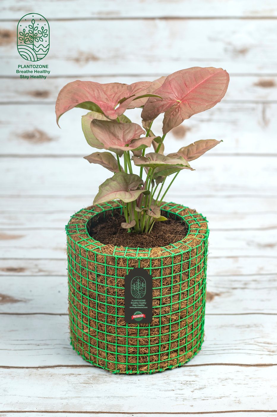 Syngonium Pink Plant in a Plantozone cocohusk planter