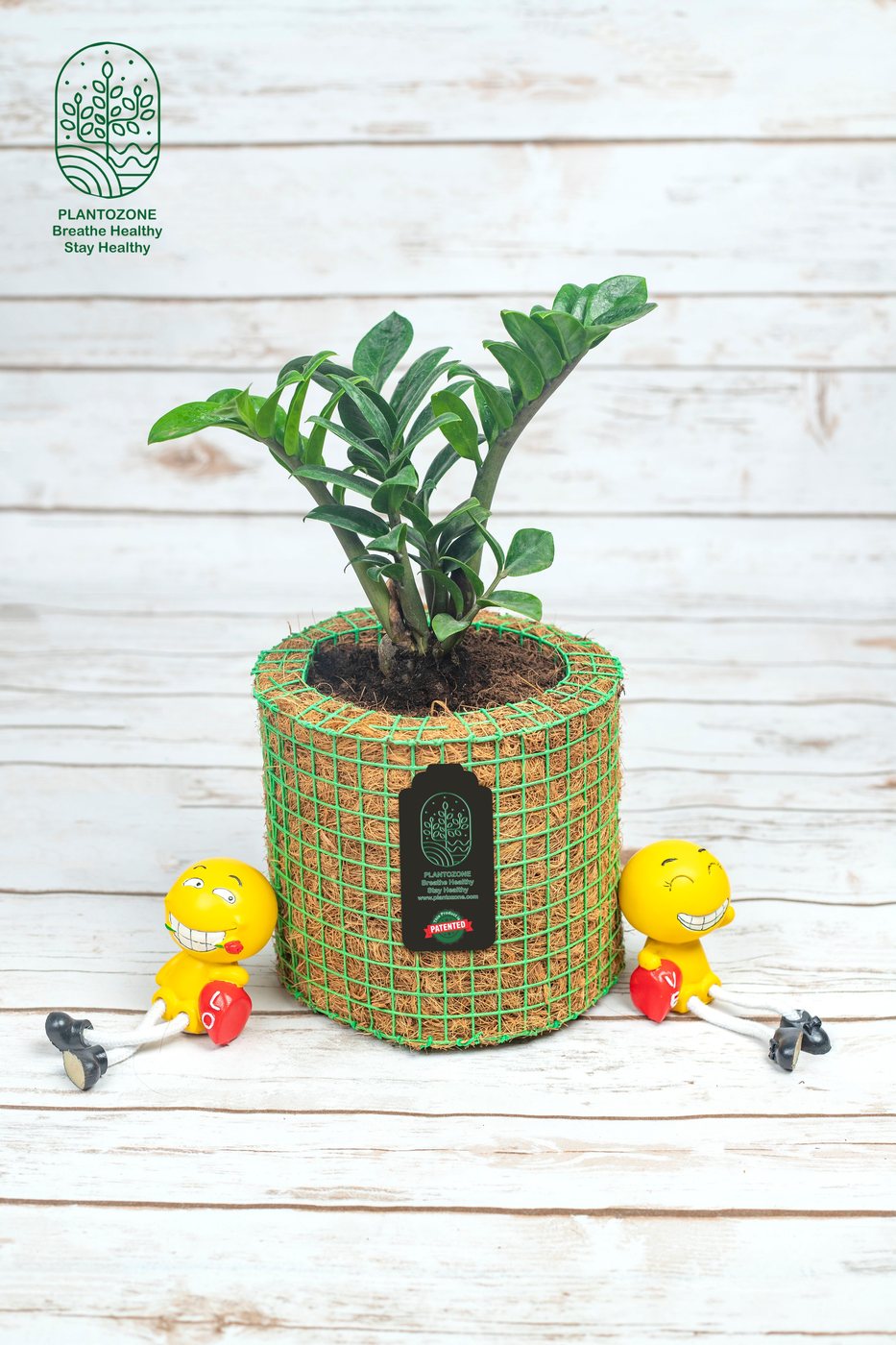 Zamia ZZ Plant Medium in a Plantozone cocohusk planter