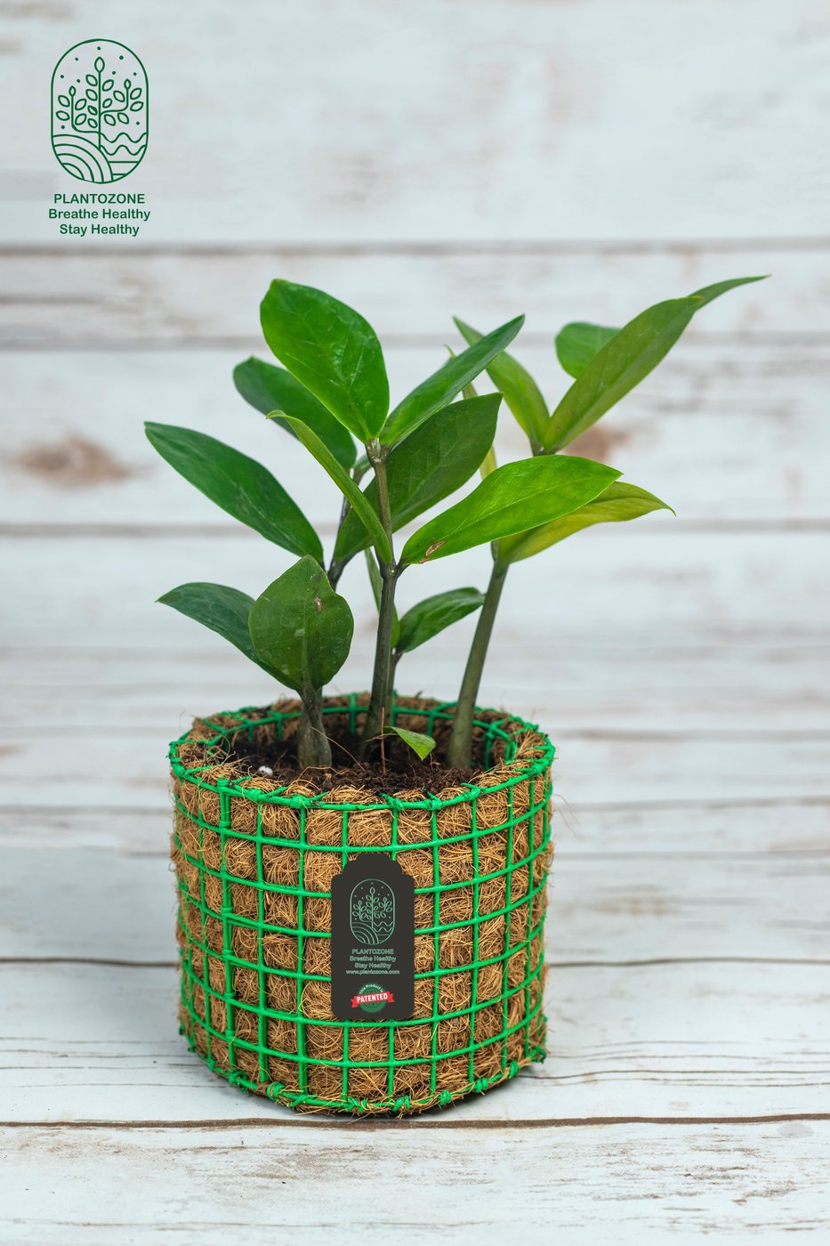 Zamia ZZ Plant Small in a Plantozone cocohusk planter