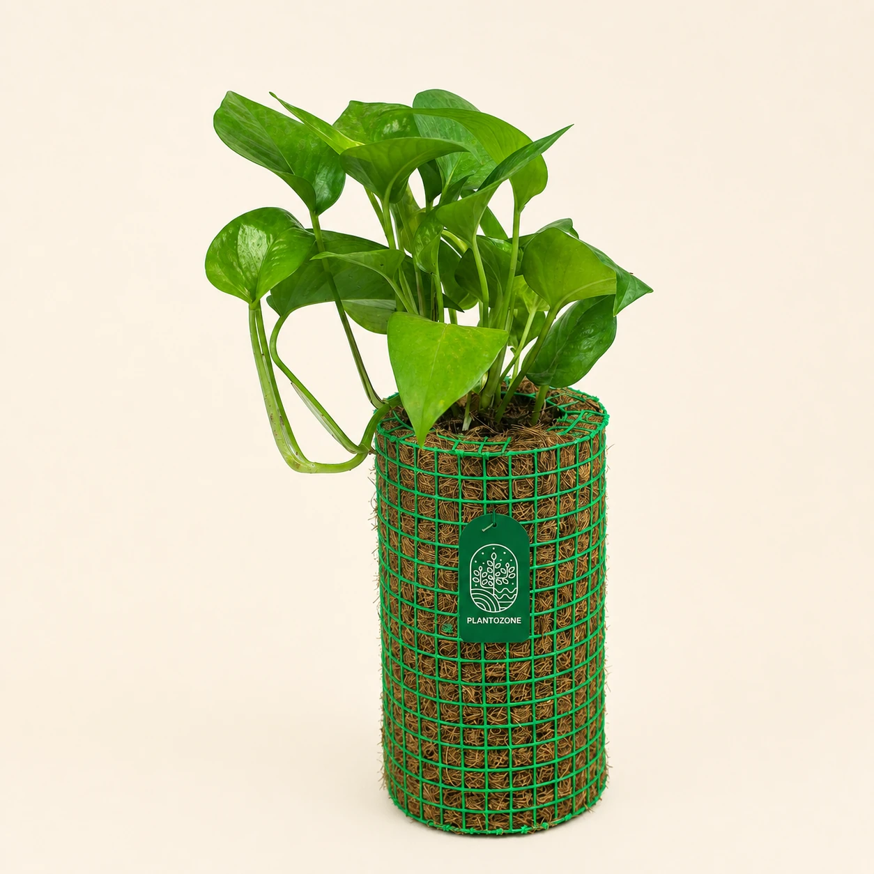 Cylinder Plantozone planter