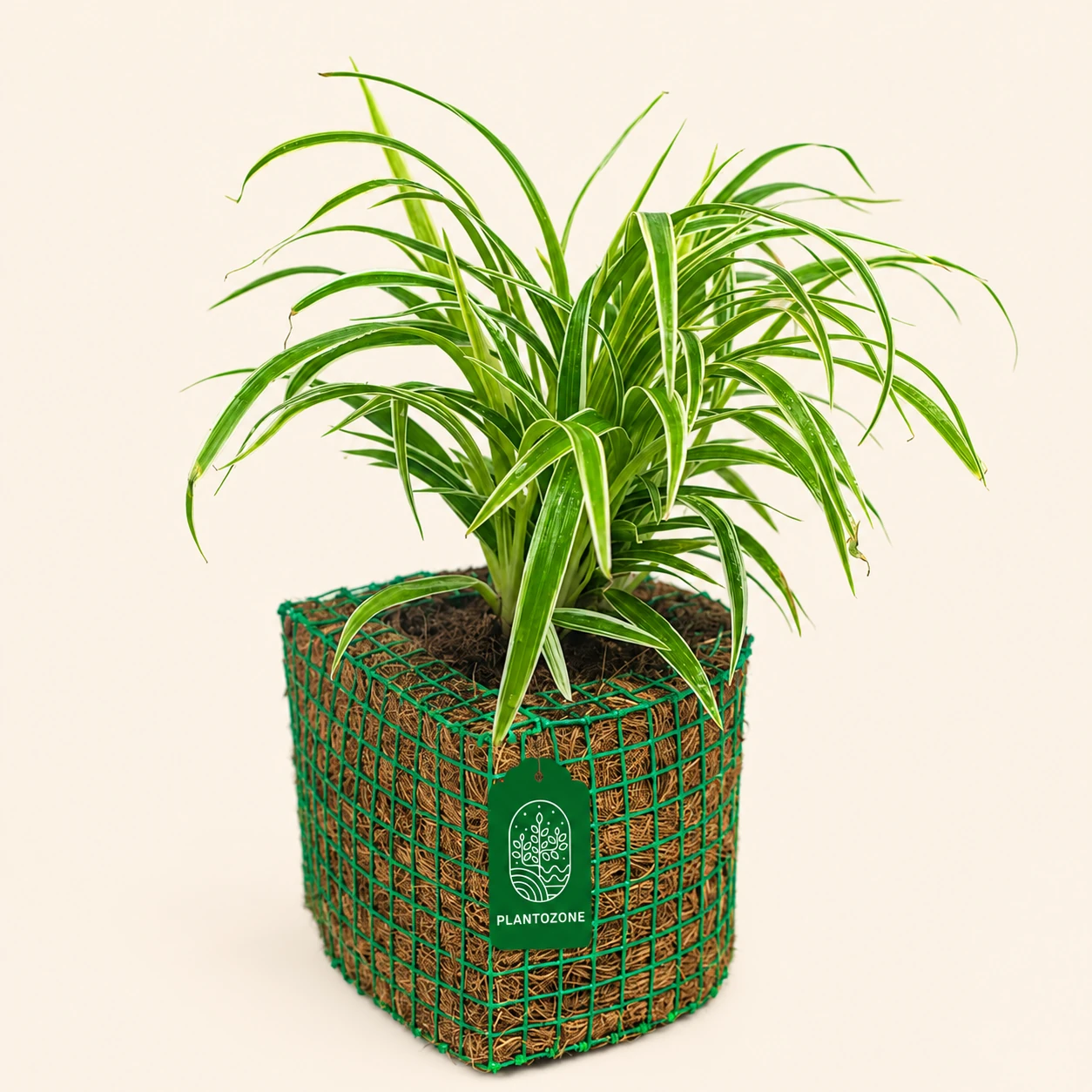 D-shape Plantozone planter