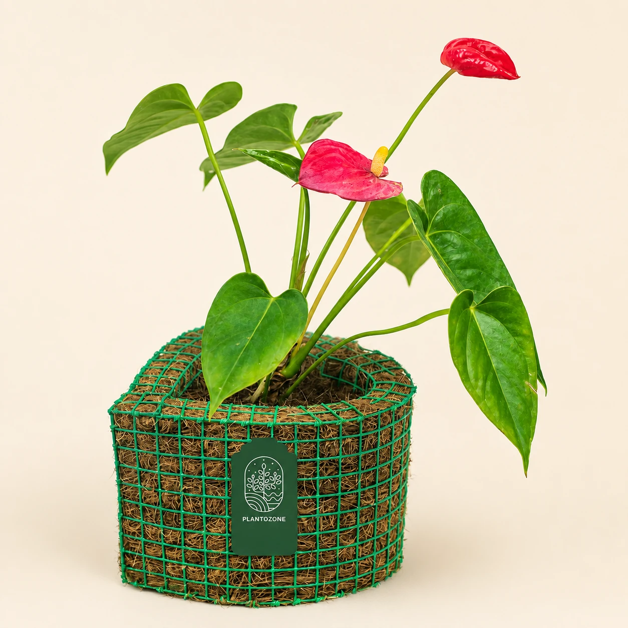 Flowering Plants