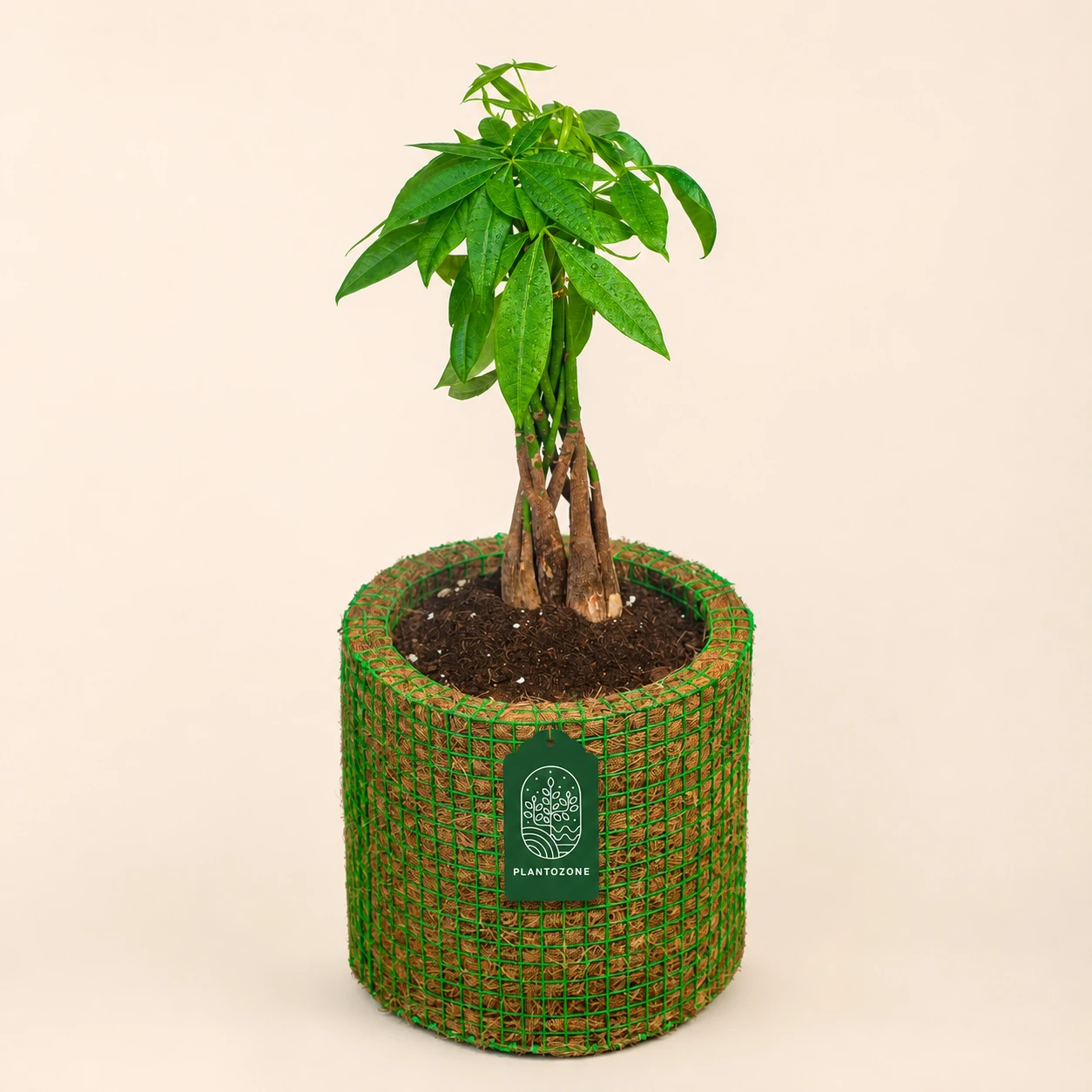 Bonsai & Miniature