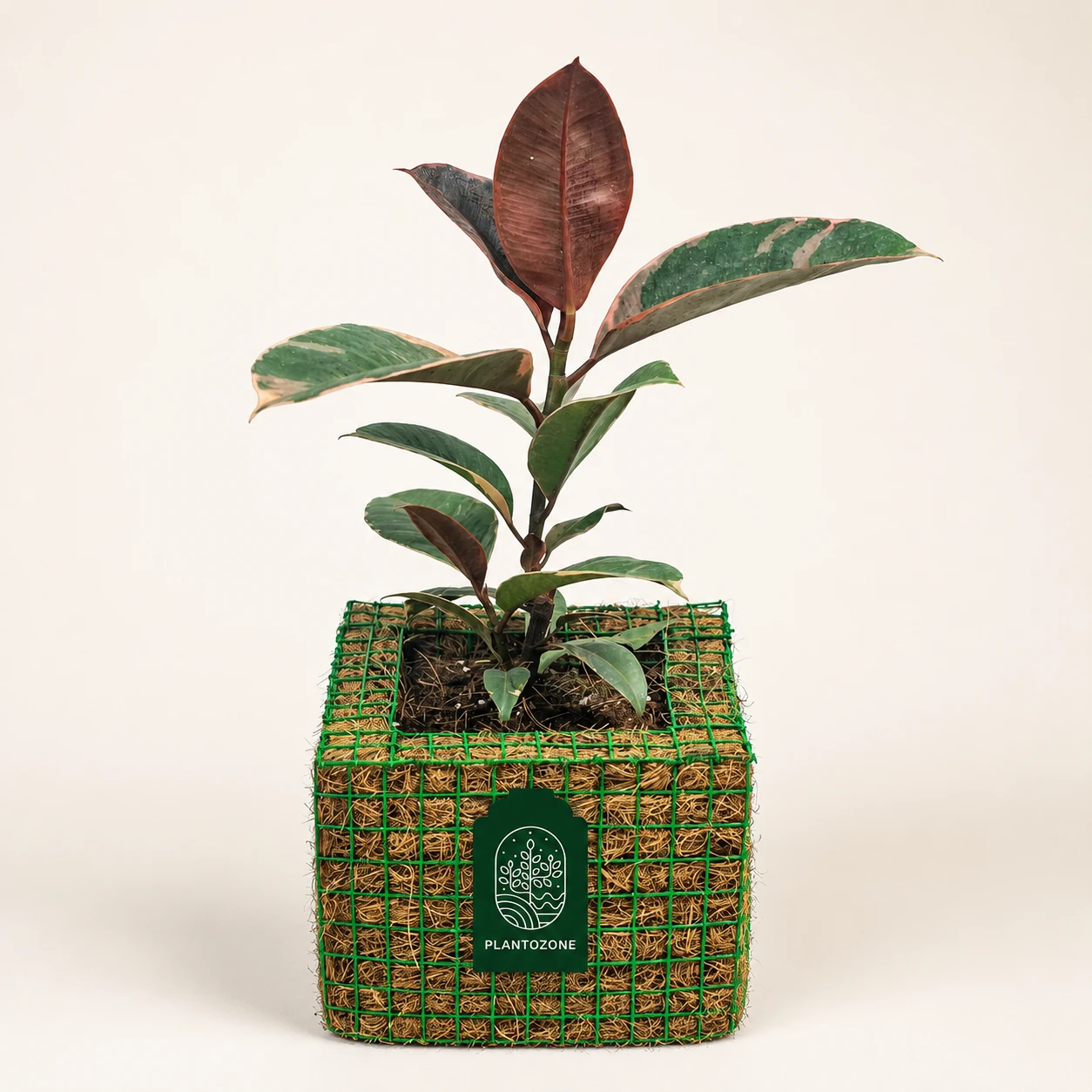 Rare & Exotic Plants