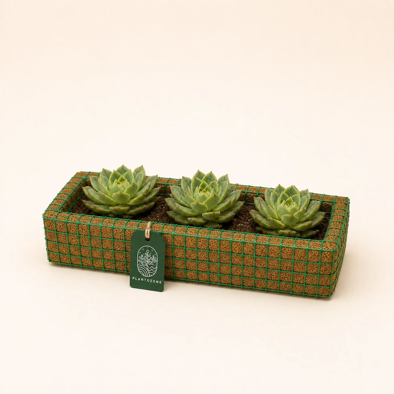 Cactus & Succulents