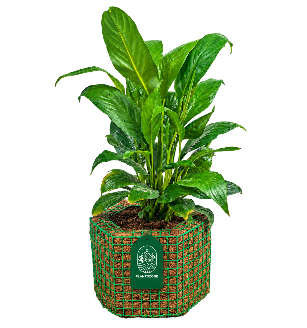 Air-Purifying Plants
