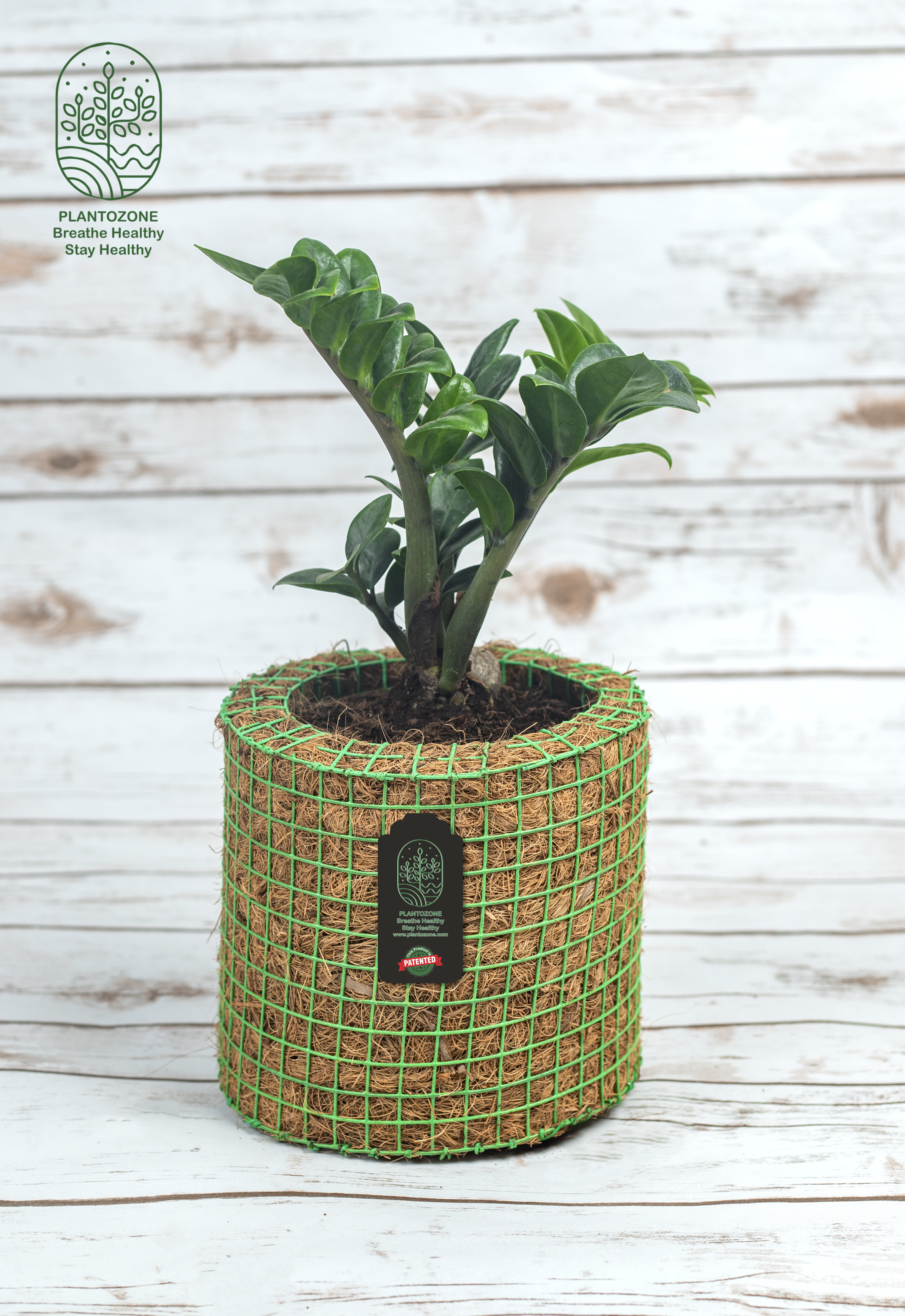 The Complete Guide to Air-Purifying Plants: Breathe Cleaner Air Naturally